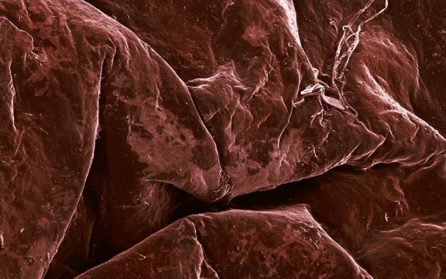 Fotos de alimentos no microscópio