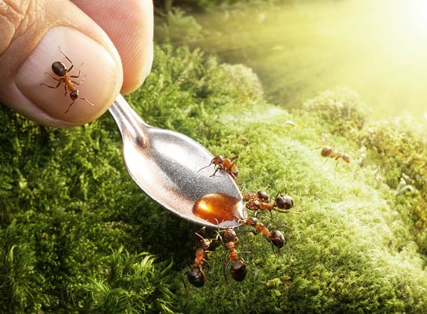 Projeto fotográfico: Contos de formigas