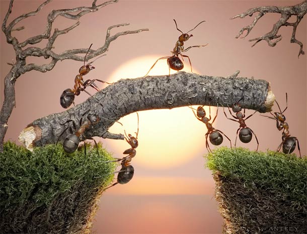 Projeto fotográfico: Contos de formigas